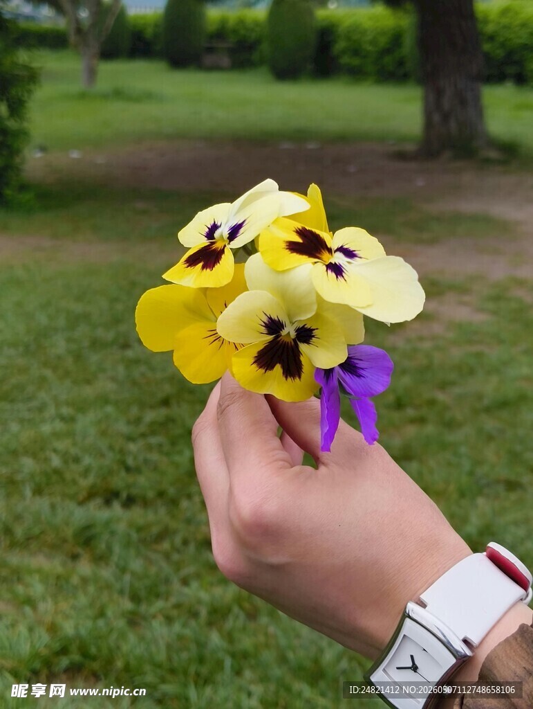 手捧多彩小花