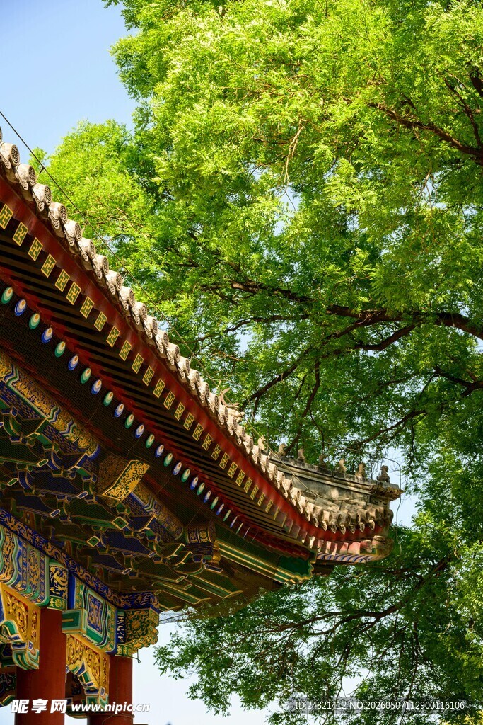 古建屋檐旁的葱郁绿树