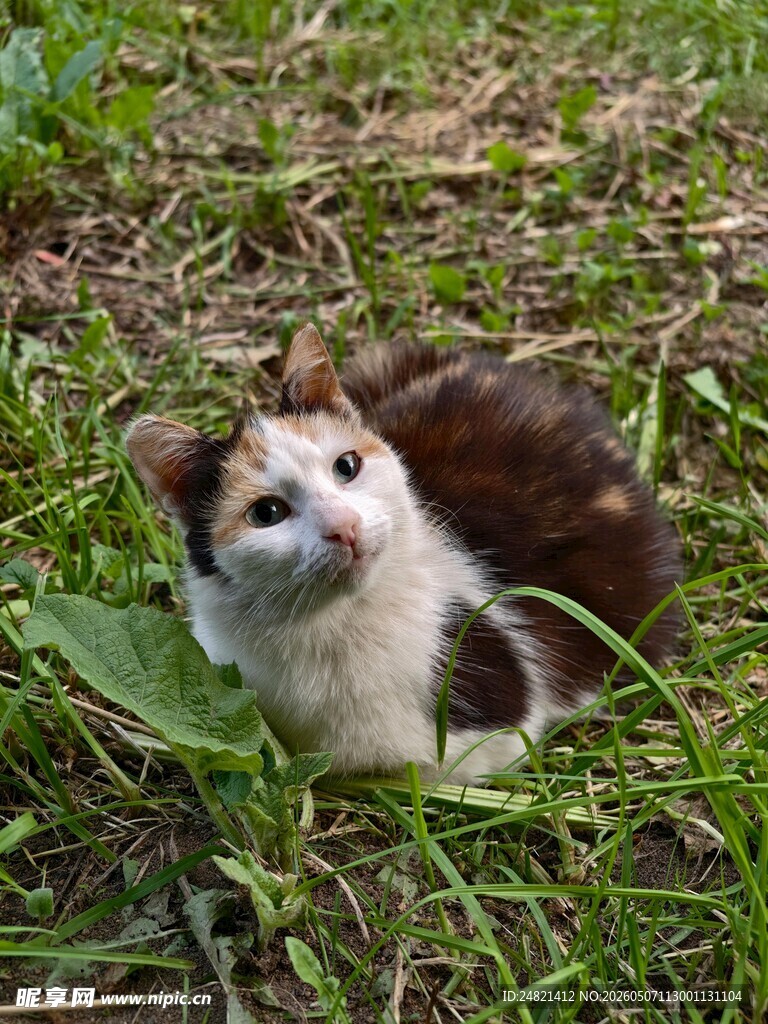 草地上的可爱三色小猫