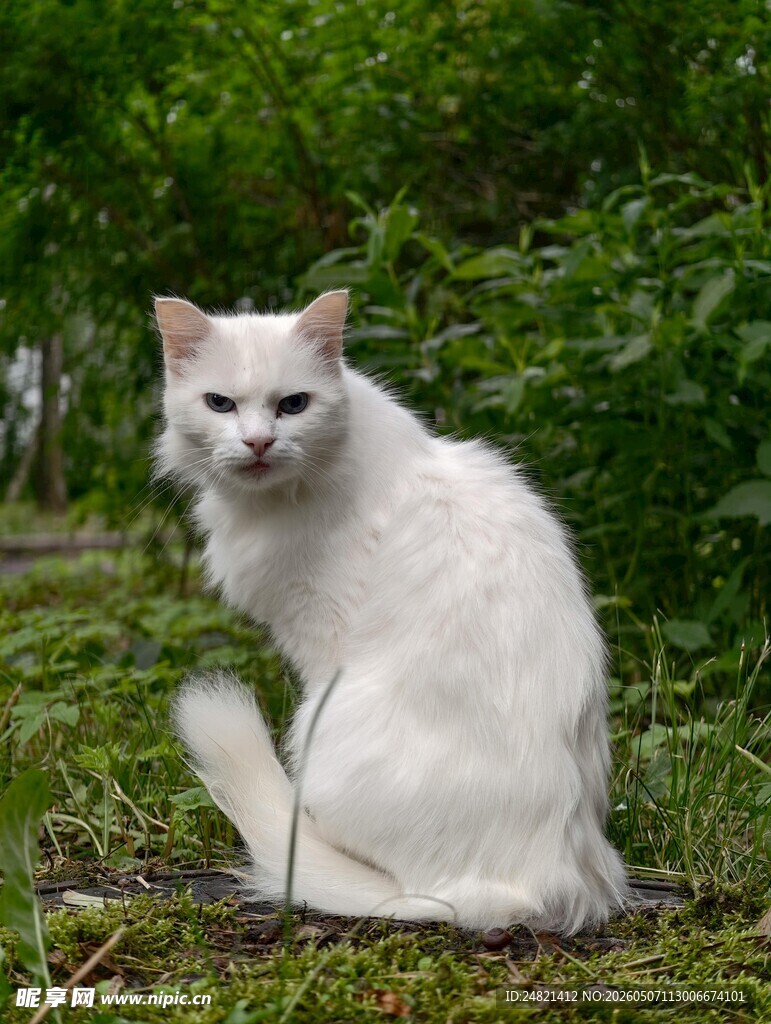 草地上的白色猫咪
