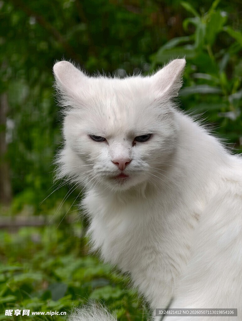 草地上的白色猫咪