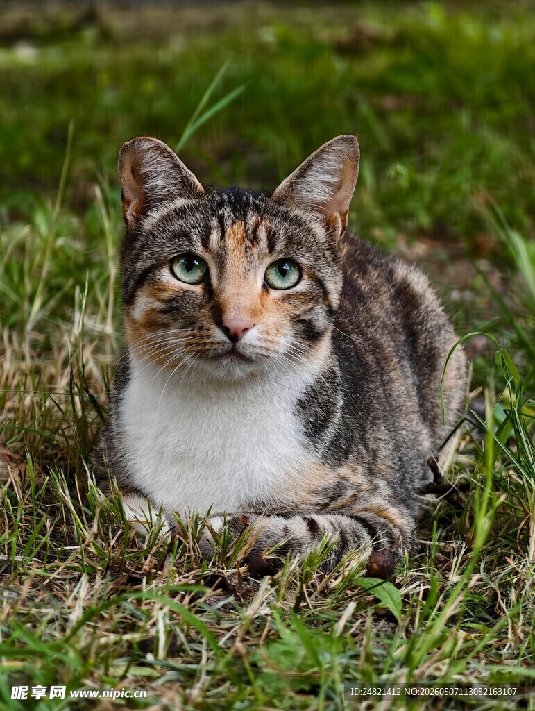 草地上的三色猫咪