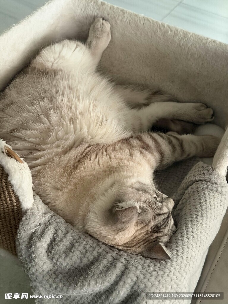 慵懒猫咪惬意躺卧猫窝