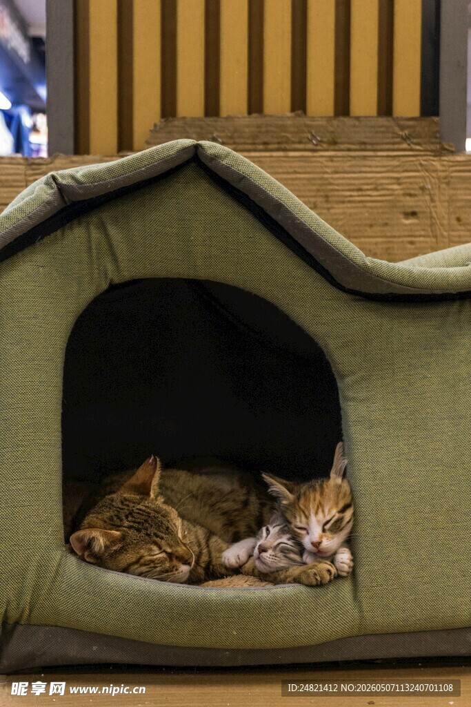 猫咪惬意窝在可爱小窝里