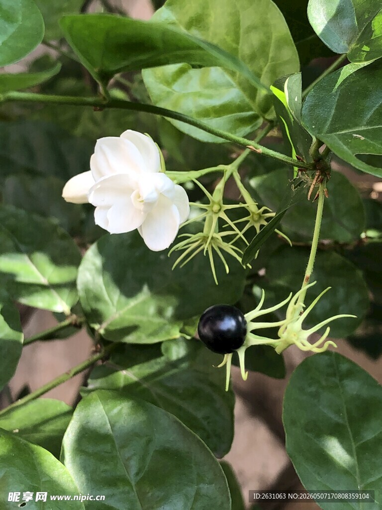 白花黑果的植物特写