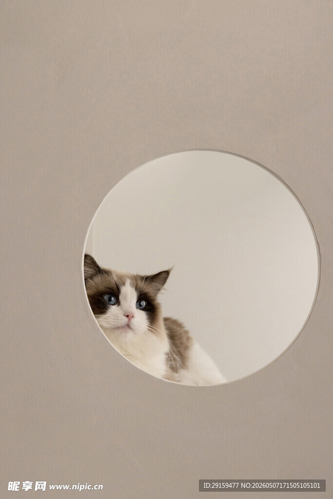 圆洞探出头的可爱猫咪