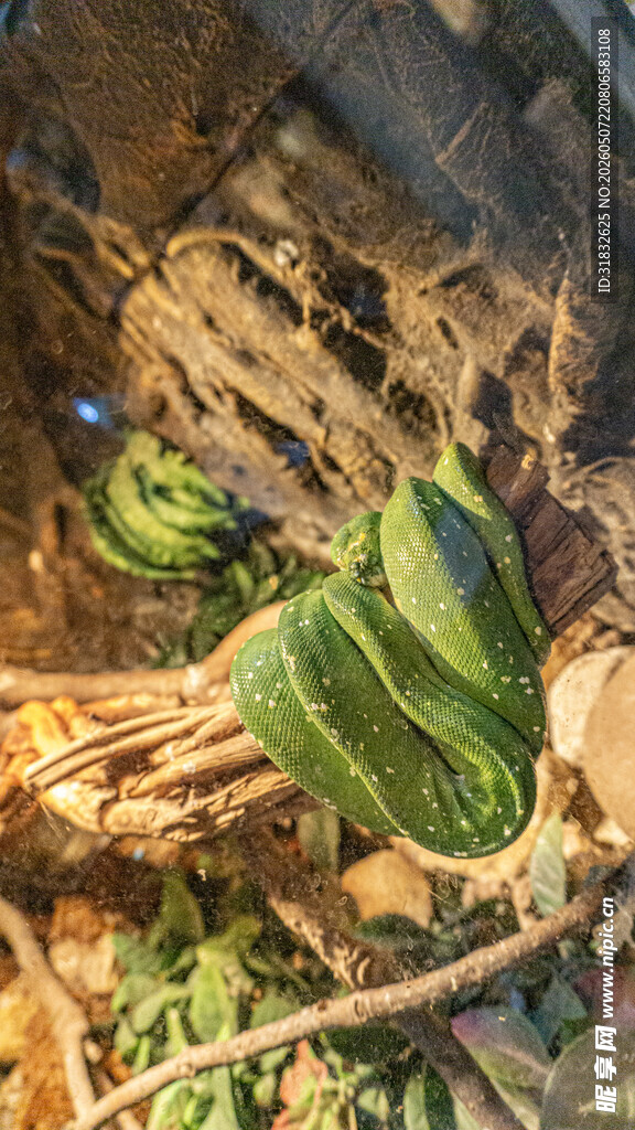 绿树蟒