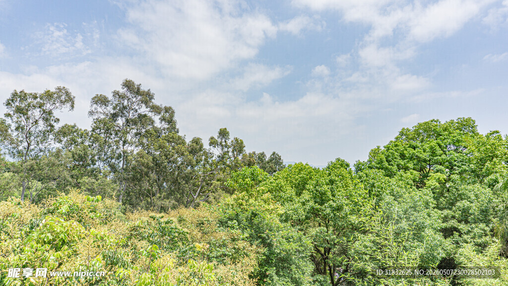 绿意盎然的森林景观