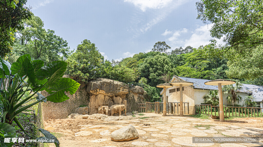 亚洲象 大象在休闲庭院景观