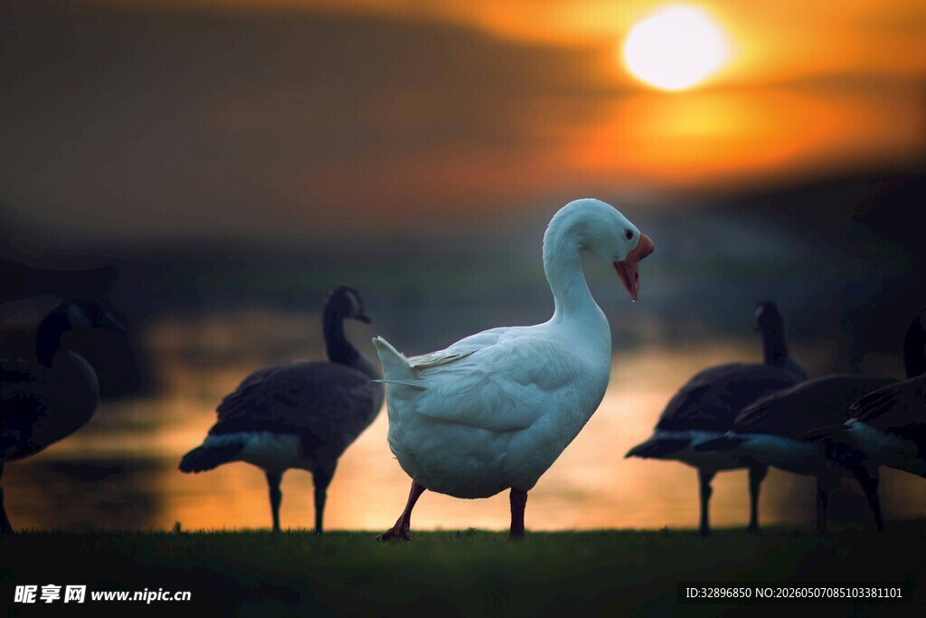 夕阳下的鹅群