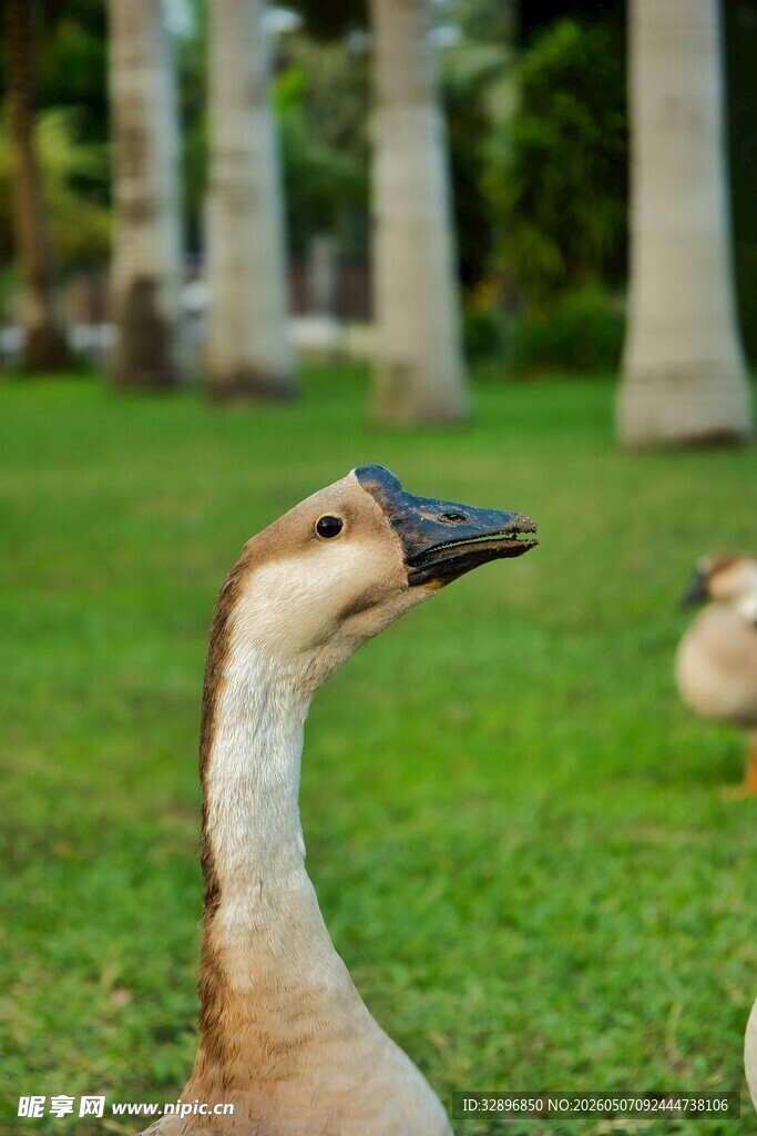 草地上的鹅