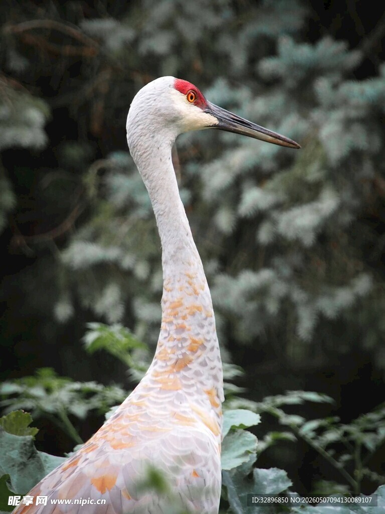 优雅白鹳于绿植间伫立