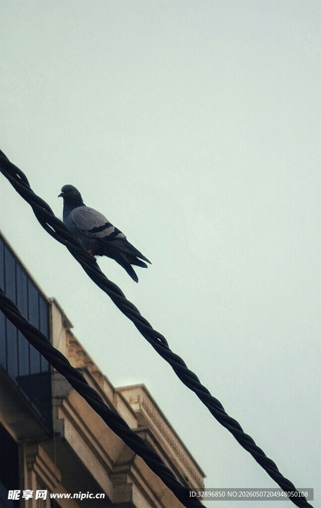 电线上的孤鸟