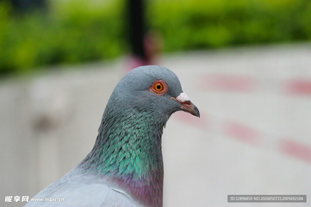 灰白鸽子特写
