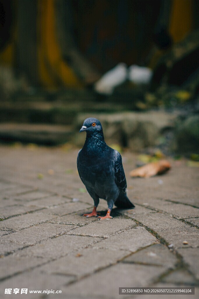 人行道上的一只灰鸽子