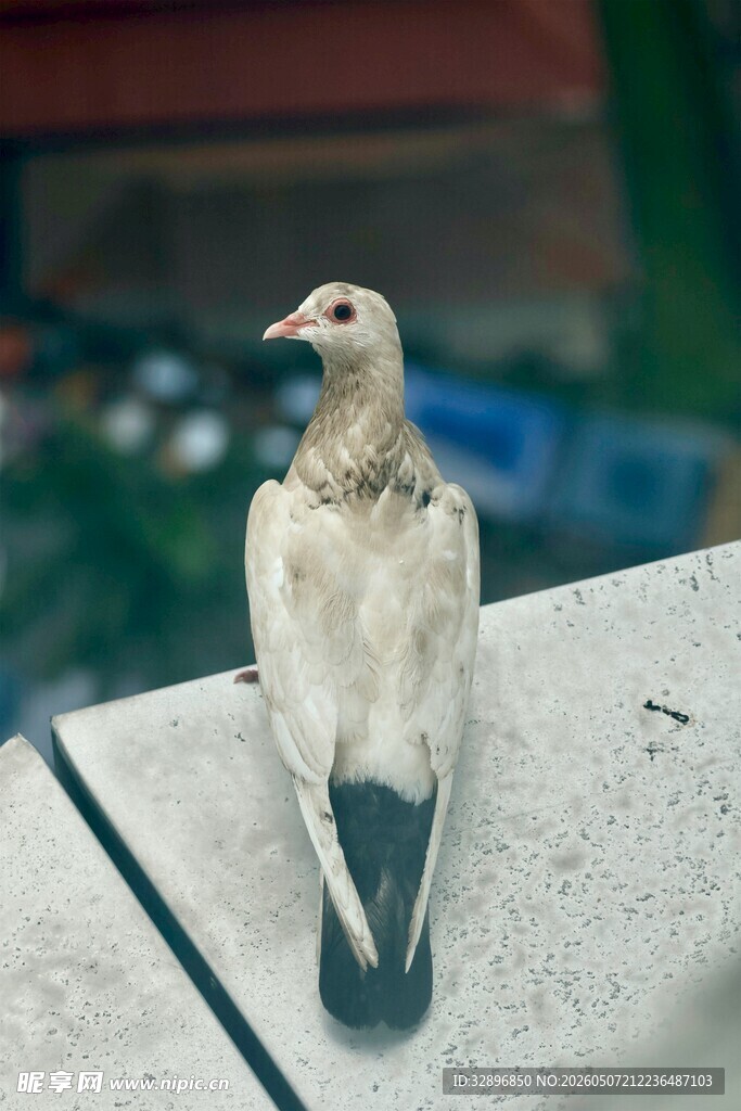 窗台上的白鸽