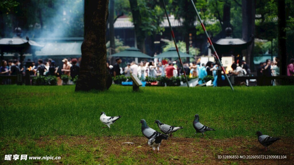 公园草地鸽子与人同框