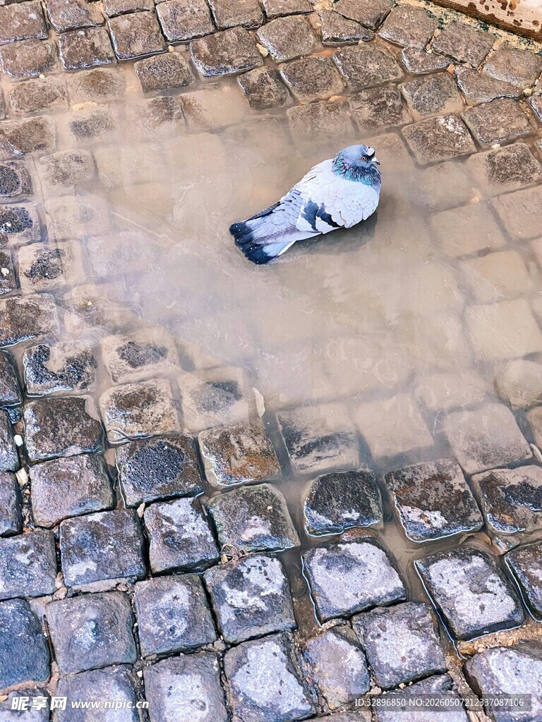 石板路上的一只鸽子