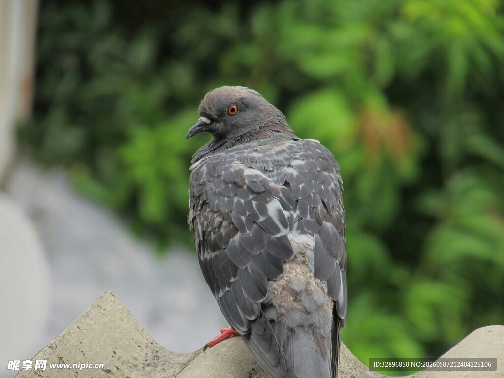 石上灰鸽