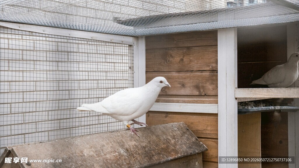 屋顶白鸽