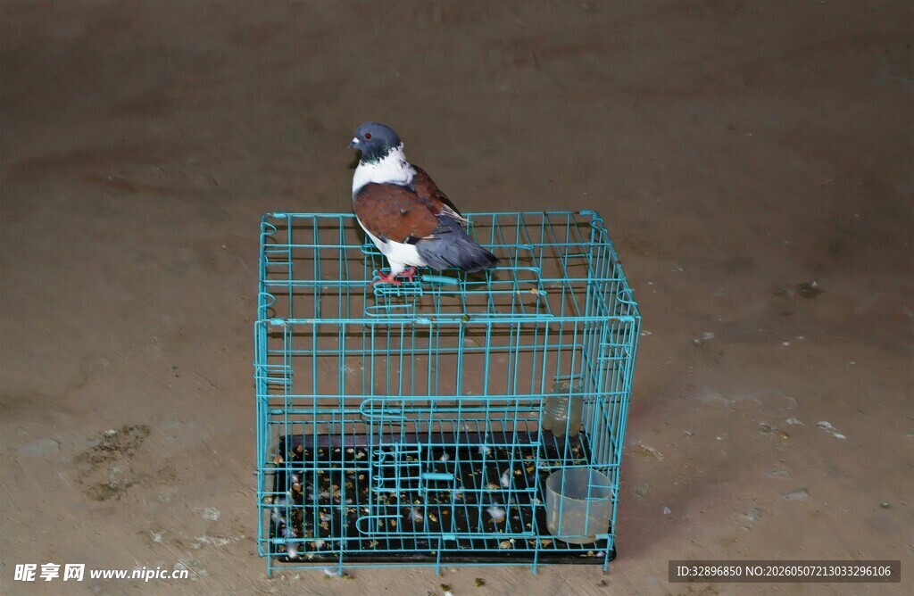 笼中双鸟