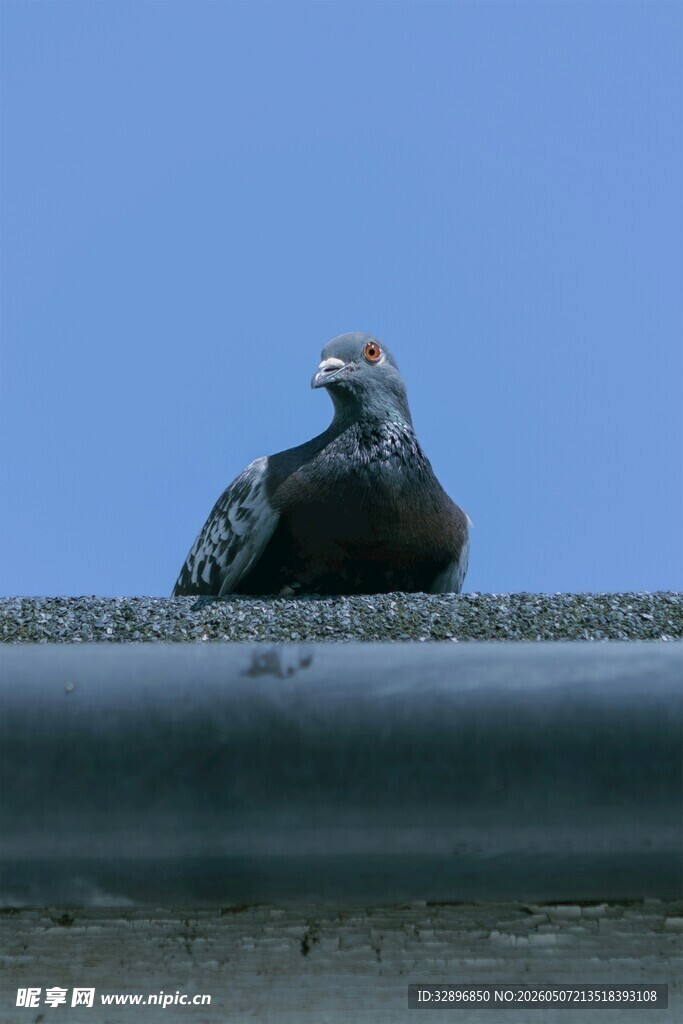 屋顶上的鸽子