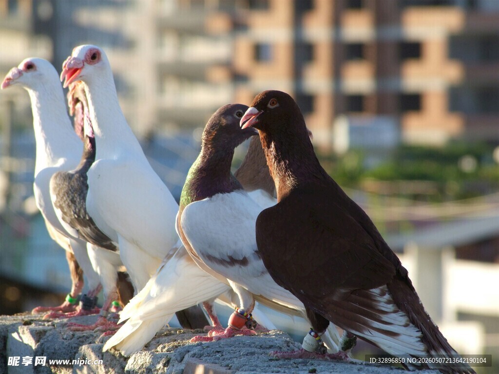 群鸽栖息在石台上