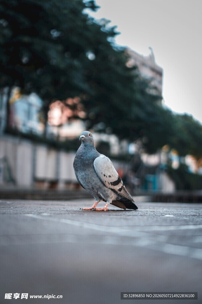 街道上的独行鸽子