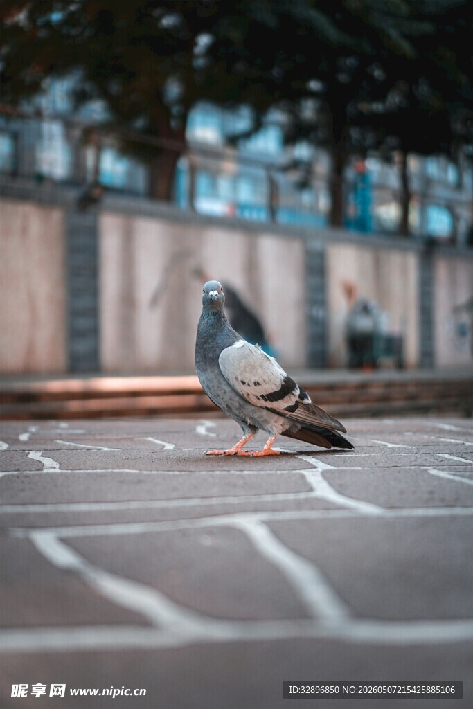 路上的鸽子