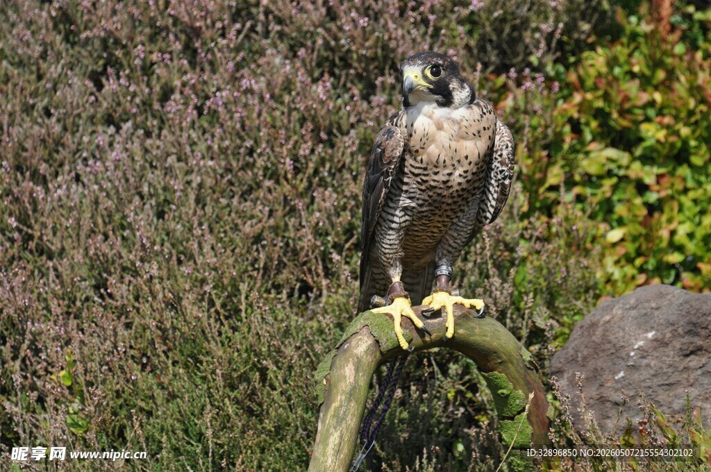站立的猛禽