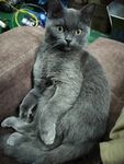 蓝猫