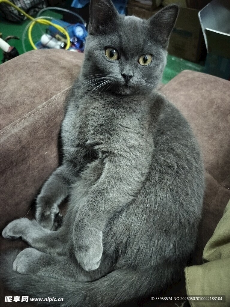 蓝猫