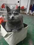 可爱的蓝猫