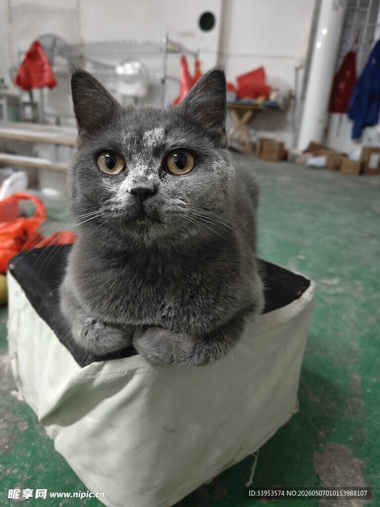 可爱的蓝猫