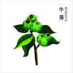 牛蒡 中药材