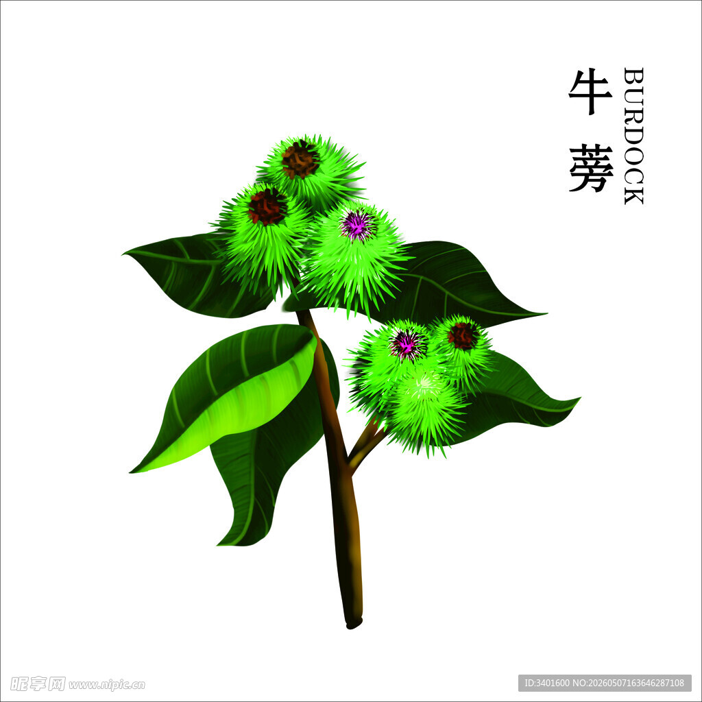 牛蒡 中药材