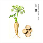 白芷 药材