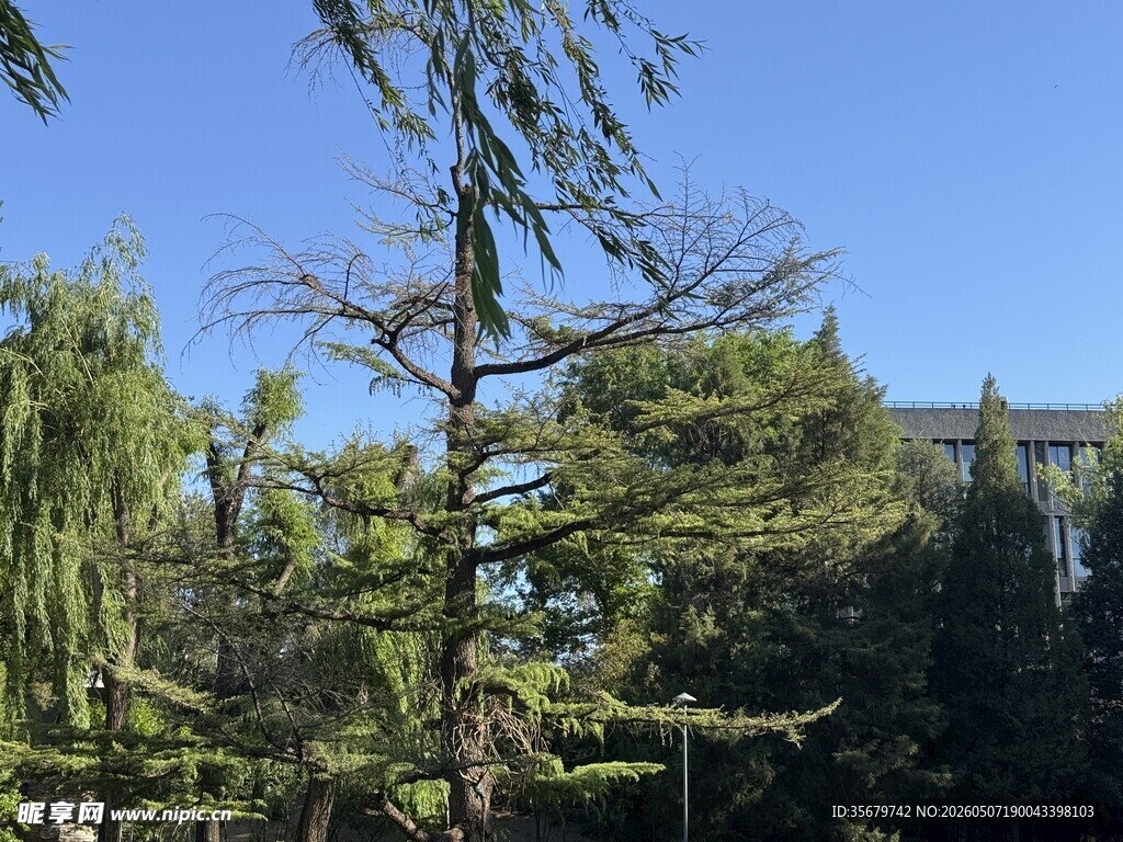 蓝天映衬下的挺拔树木