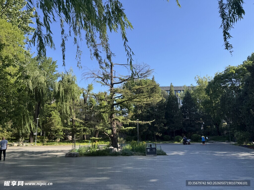 湖畔垂柳下的静谧风光