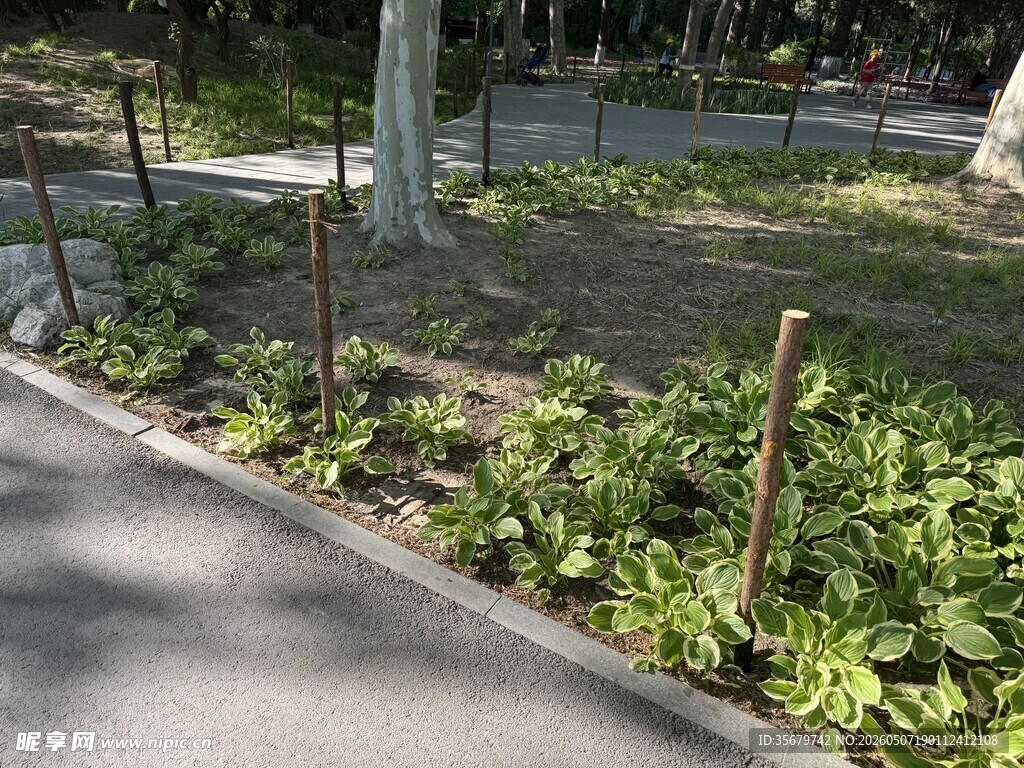 路边绿植景观
