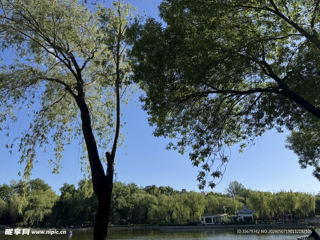 湖畔垂柳蓝天美景