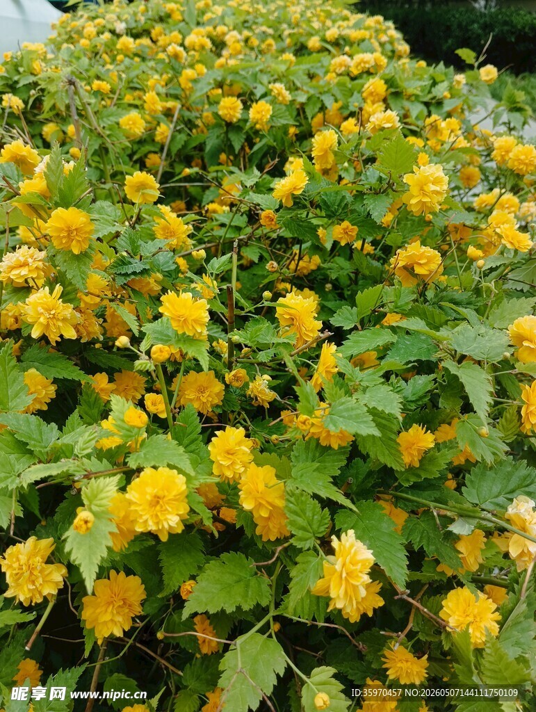 金黄小花簇拥的绿植景观