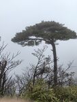 三清山孤松挺立山间