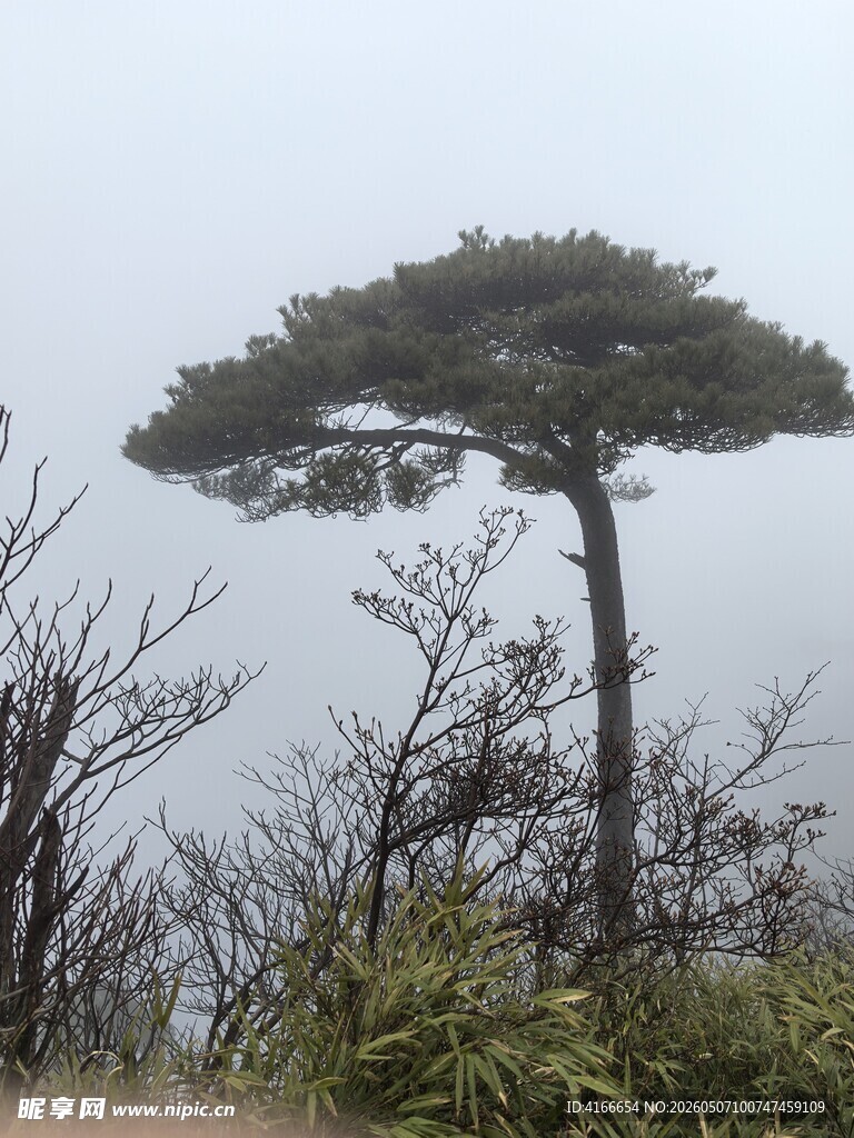 三清山孤松挺立山间