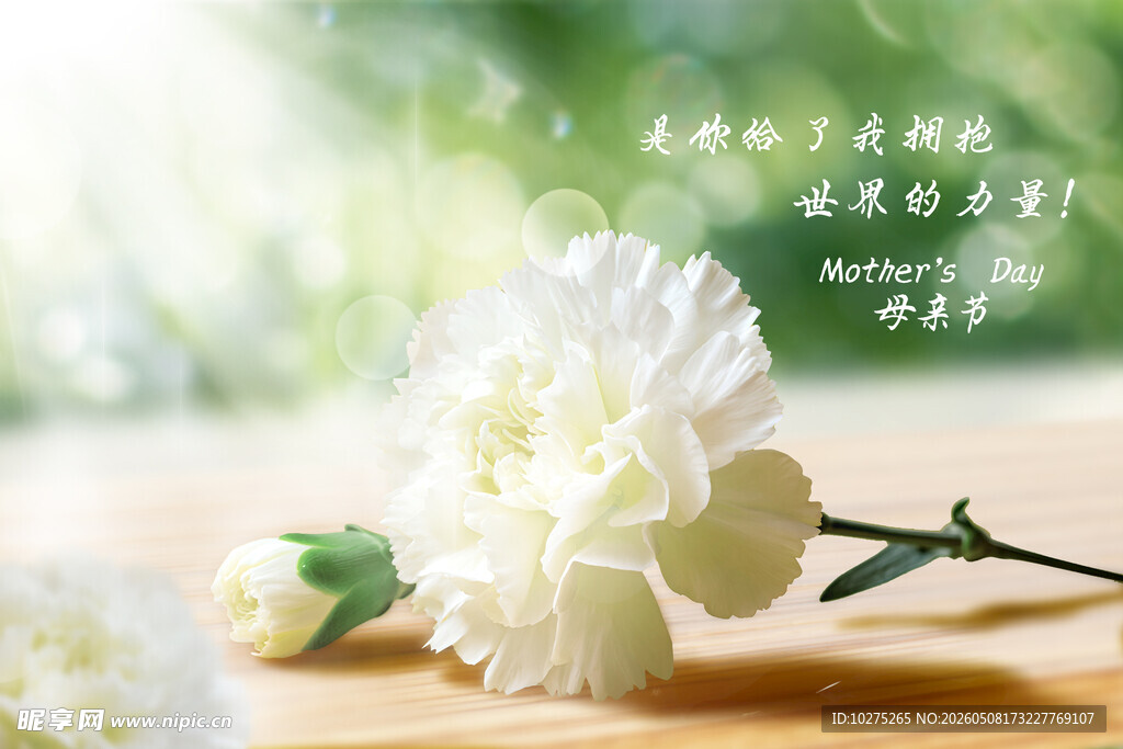 母亲节感恩康乃馨温馨背景
