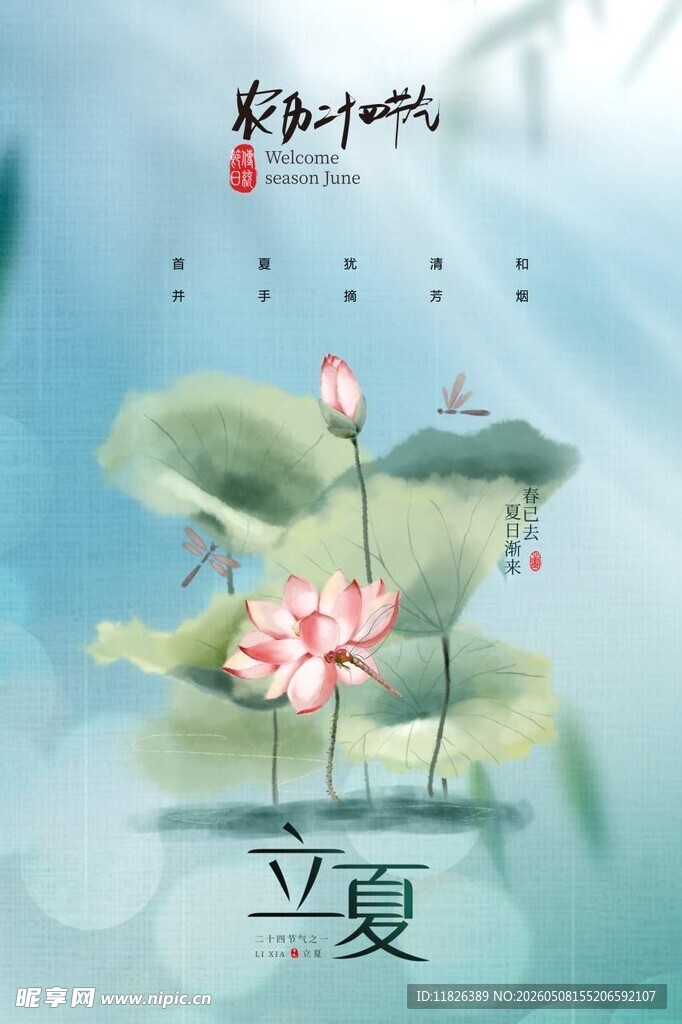 立夏时节荷花绽放美景