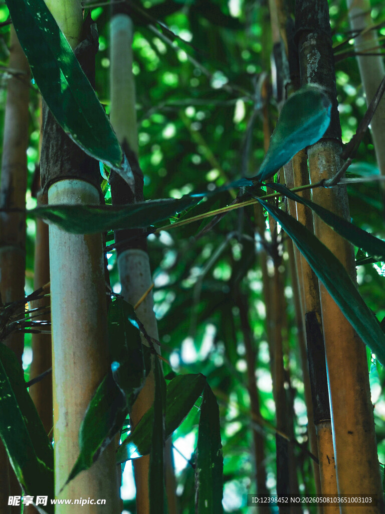 翠绿竹林景致