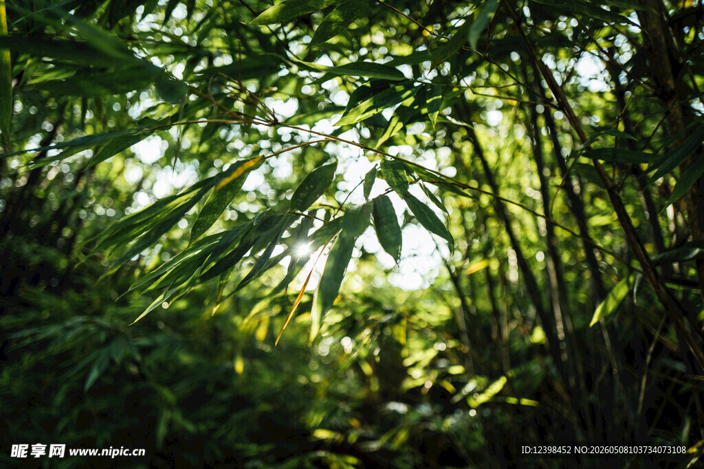 阳光洒落的茂密竹林