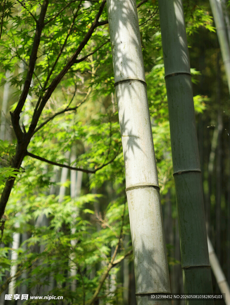 竹林绿意盎然的清新景致
