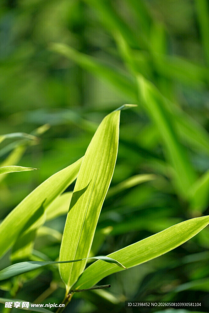 嫩绿叶片